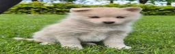 Kruising honden te koop: Pomsky x shiba inu (1/4) pups - Advertentie 20
