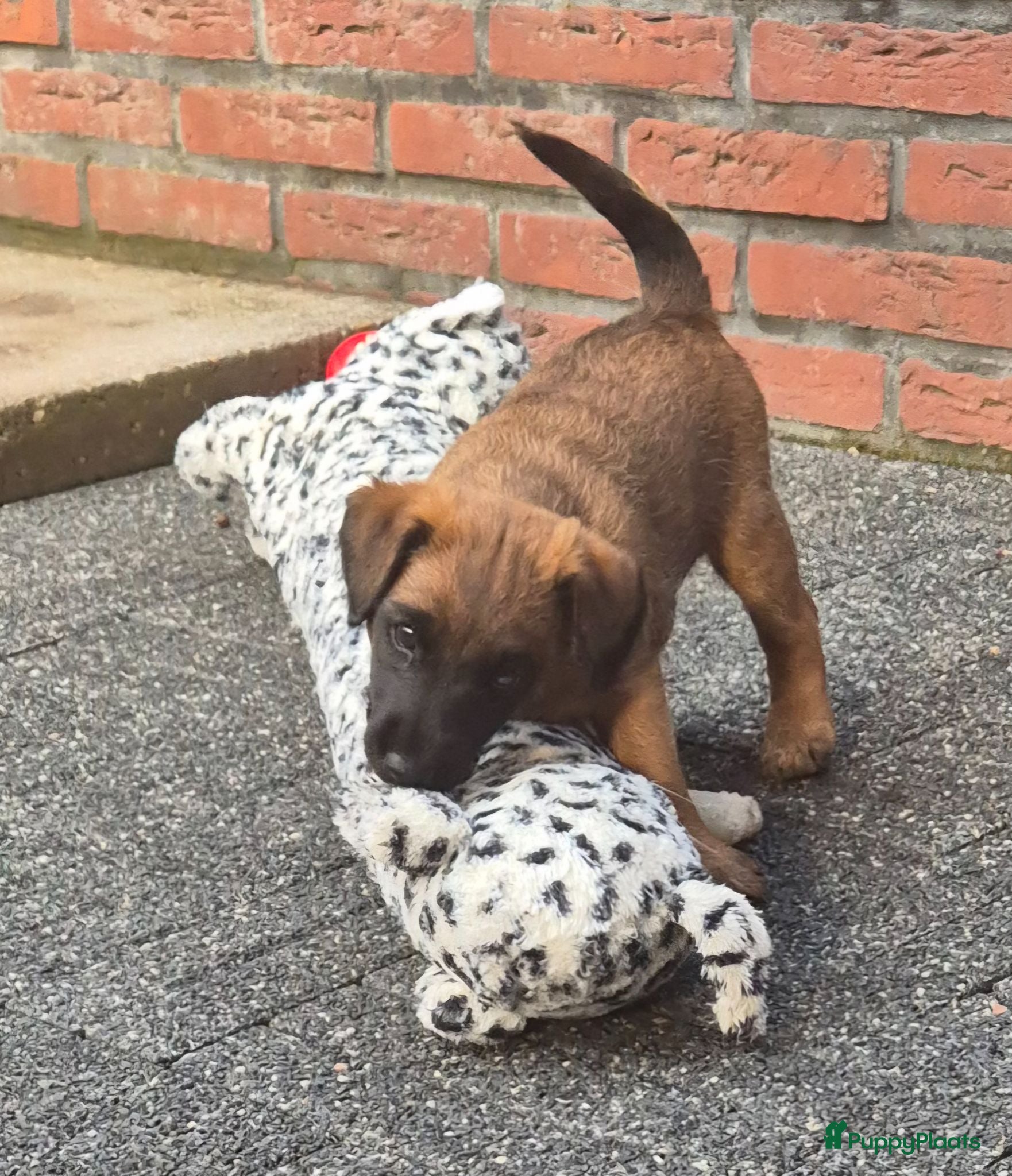 Border Terriër honden WESTFALEN TERRIER  ☆ UITVERKOCHT ☆ - Advertentie 1