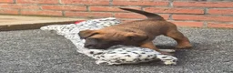 Border Terriër honden te koop: WESTFALEN TERRIER  ☆ UITVERKOCHT ☆ - Advertentie 1