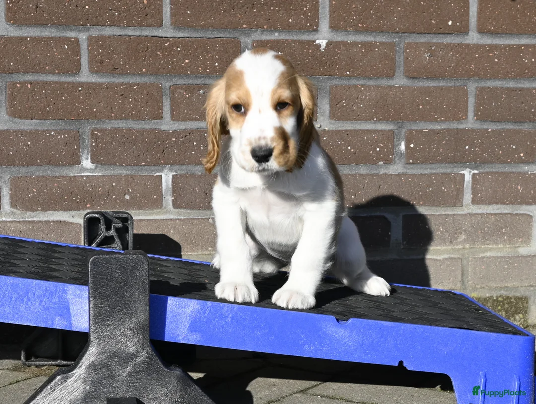 Engelse Cocker Spaniel honden te koop: Speelse Engelse Cocker Spaniel pup - Advertentie 18