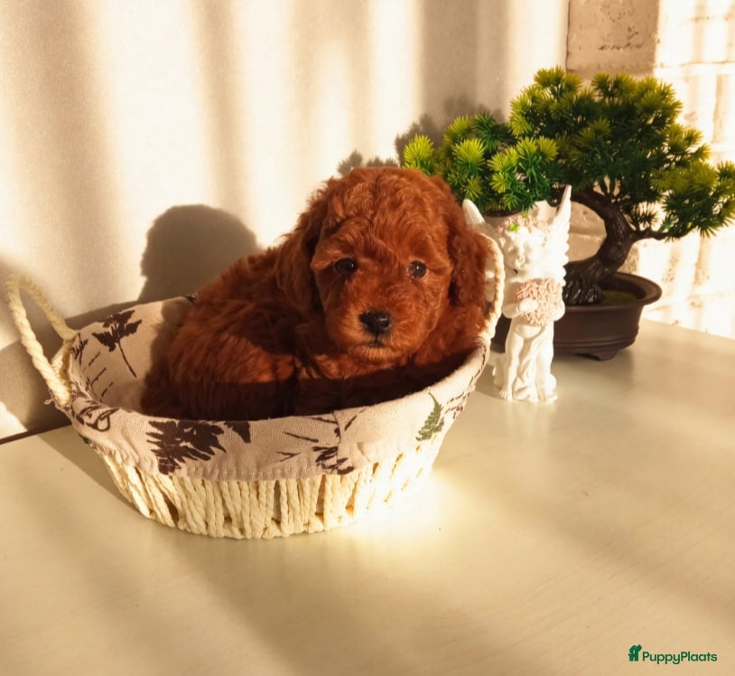 Poedel Toy honden Toypoedel pups - Advertentie 1