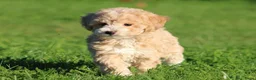 Maltipoo honden te koop: Knappe Maltipoo pups. - Advertentie 10