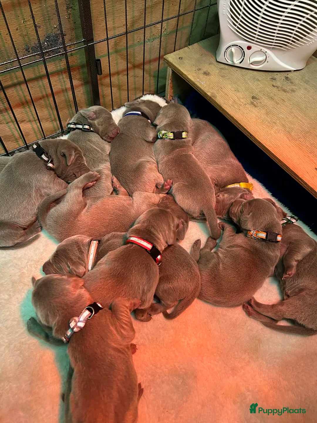 Weimarse Staande Hond korthaar honden te koop: Nestje van Viza in Sluis - Advertentie 7