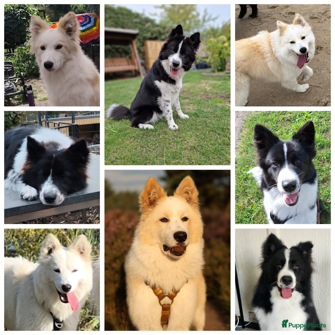 Kruising honden te koop: Zachtaardige Samollie  - Advertentie 1