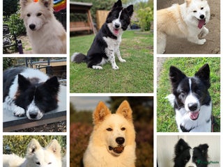 Kruising honden Zachtaardige Samollie - Advertentie 1