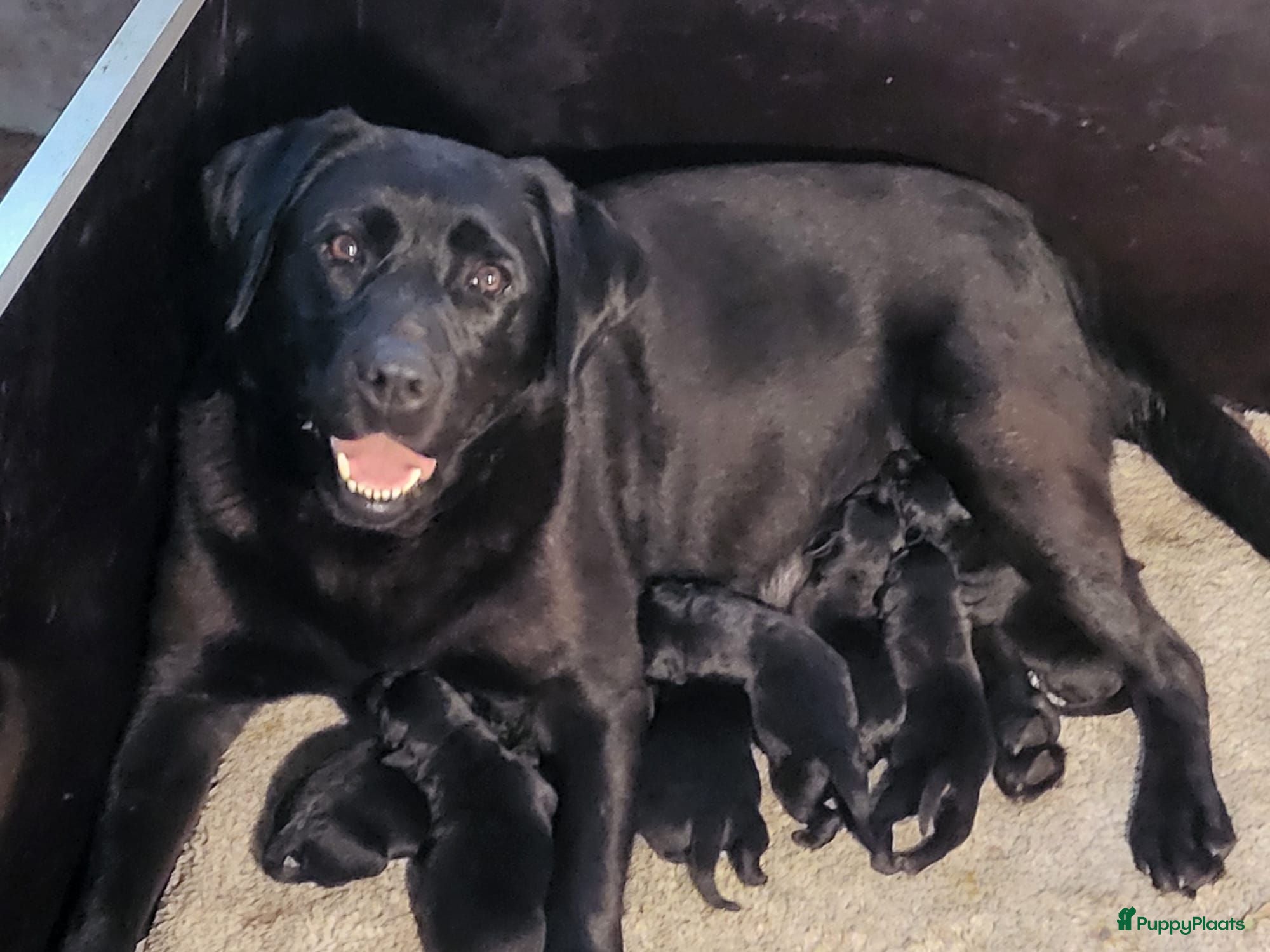 Labrador Retriever honden Prachtig nest zwarte Labrador pups - Advertentie 1