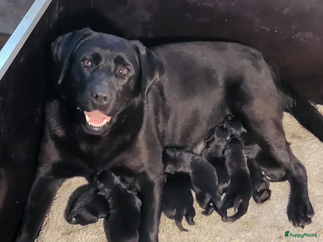 Labrador Retriever honden te koop: Prachtig nest zwarte Labrador pups - Advertentie 1