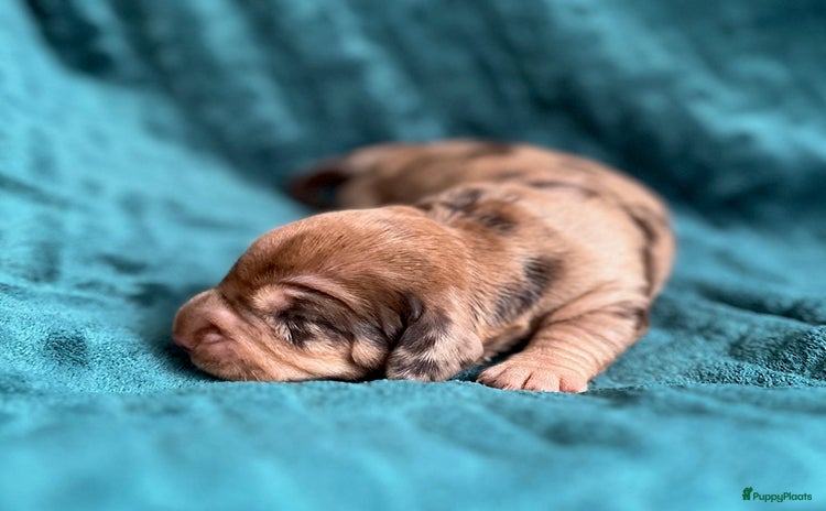 Ruwhaar Teckel honden - Advertentie 3