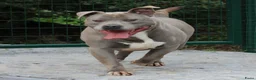 American Staffordshire Terriër honden te koop: Amerikaanse Stafford pup - Advertentie 7