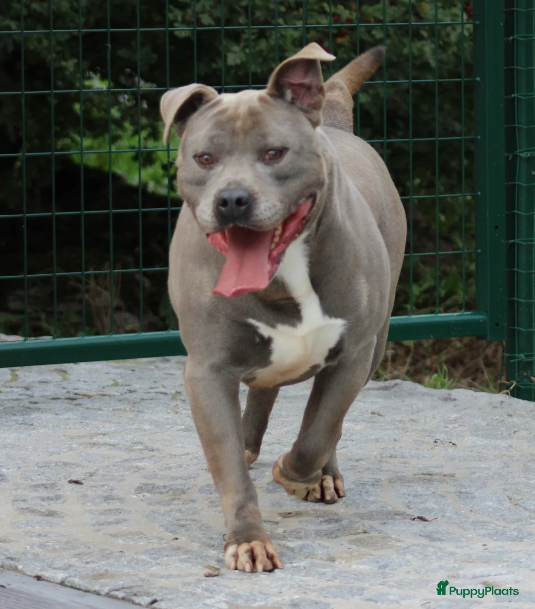 American Staffordshire Terriër honden te koop: Amerikaanse Stafford pup - Advertentie 7