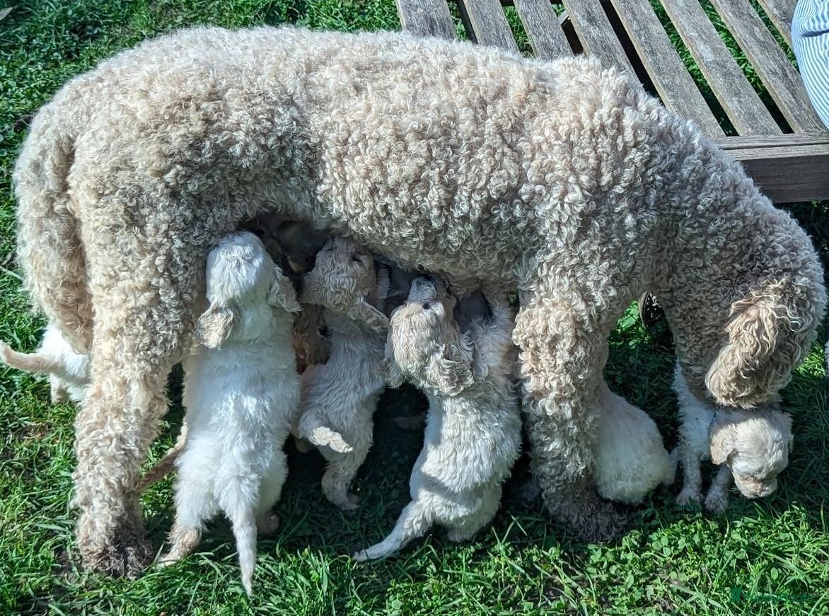 Labradoodle honden Liefdevolle plek gezocht voor Labradoodle puppy’s! - Advertentie 1