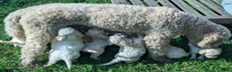 Labradoodle honden te koop: Liefdevolle plek gezocht voor Labradoodle puppy’s! in Heusden - Advertentie 1