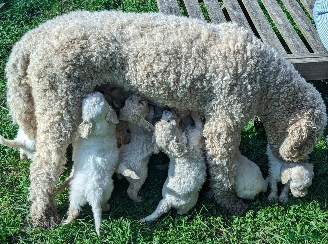 Labradoodle honden te koop: Liefdevolle plek gezocht voor Labradoodle puppy’s! in Heusden - Advertentie 1