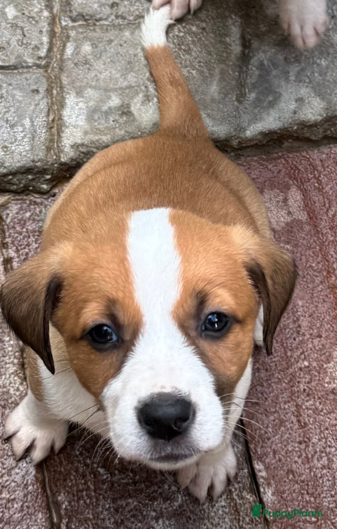 Kruising honden ter adoptie: eefje wie zoekt een  heel lief hondje?  - Advertentie 2