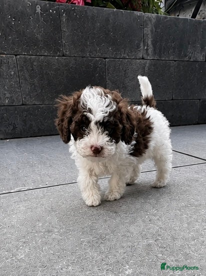 Maltipoo honden Maltipoo , kleine pups prachtige kleuren  - Advertentie 3