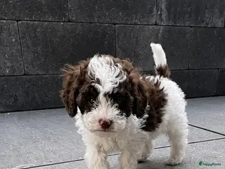 Maltipoo honden Maltipoo , kleine pups prachtige kleuren - Advertentie 3