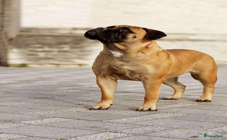 Bullmastiff honden Bullmastiff pups  - Advertentie 1