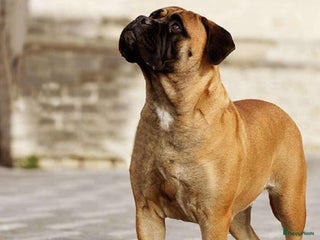 Bullmastiff honden Bullmastiff pups - Advertentie 2