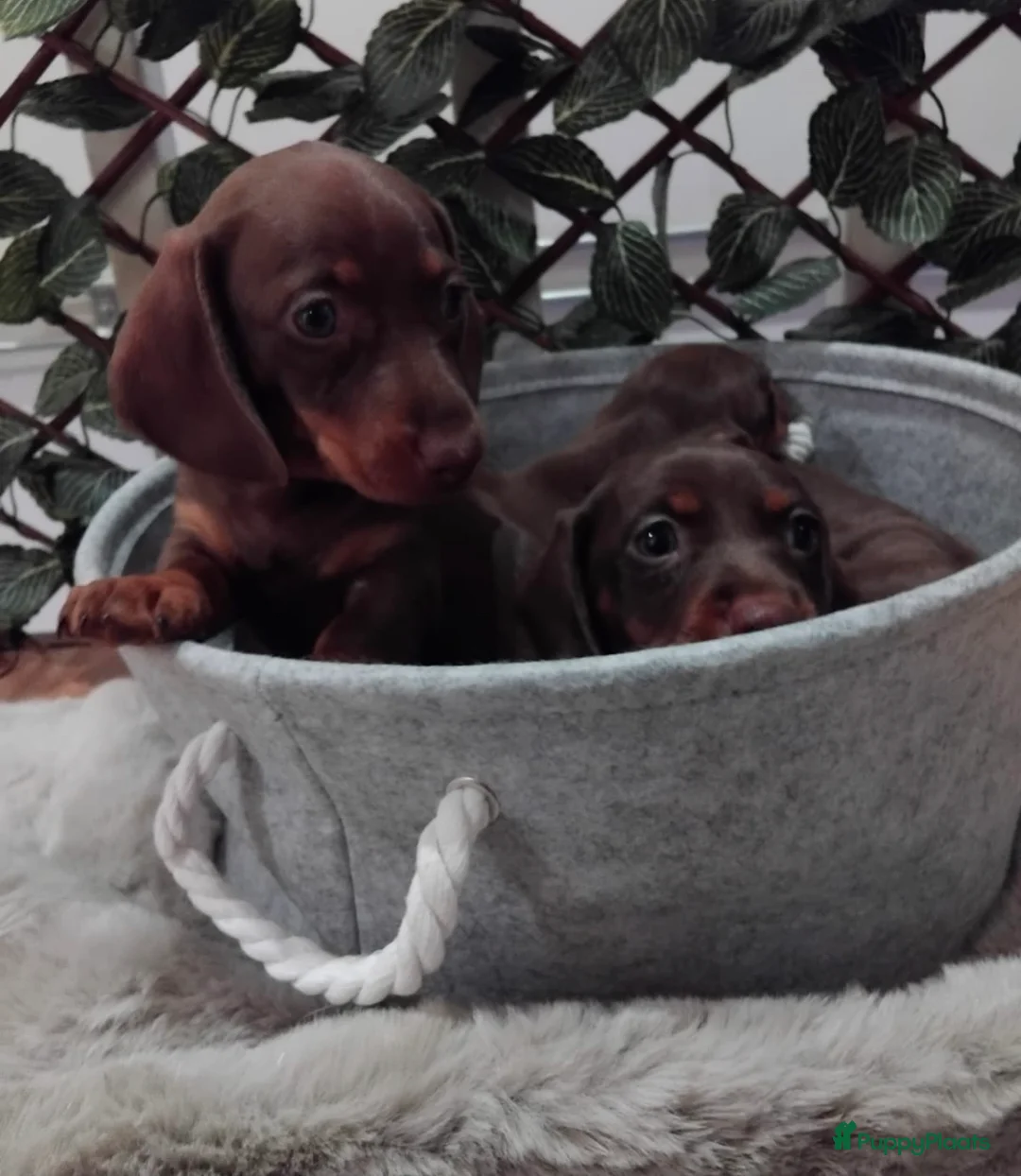 Teckel (korthaar)  honden te koop: Dwerg teckel pupjes opzoek naar hun gouden mandje. - Advertentie 2