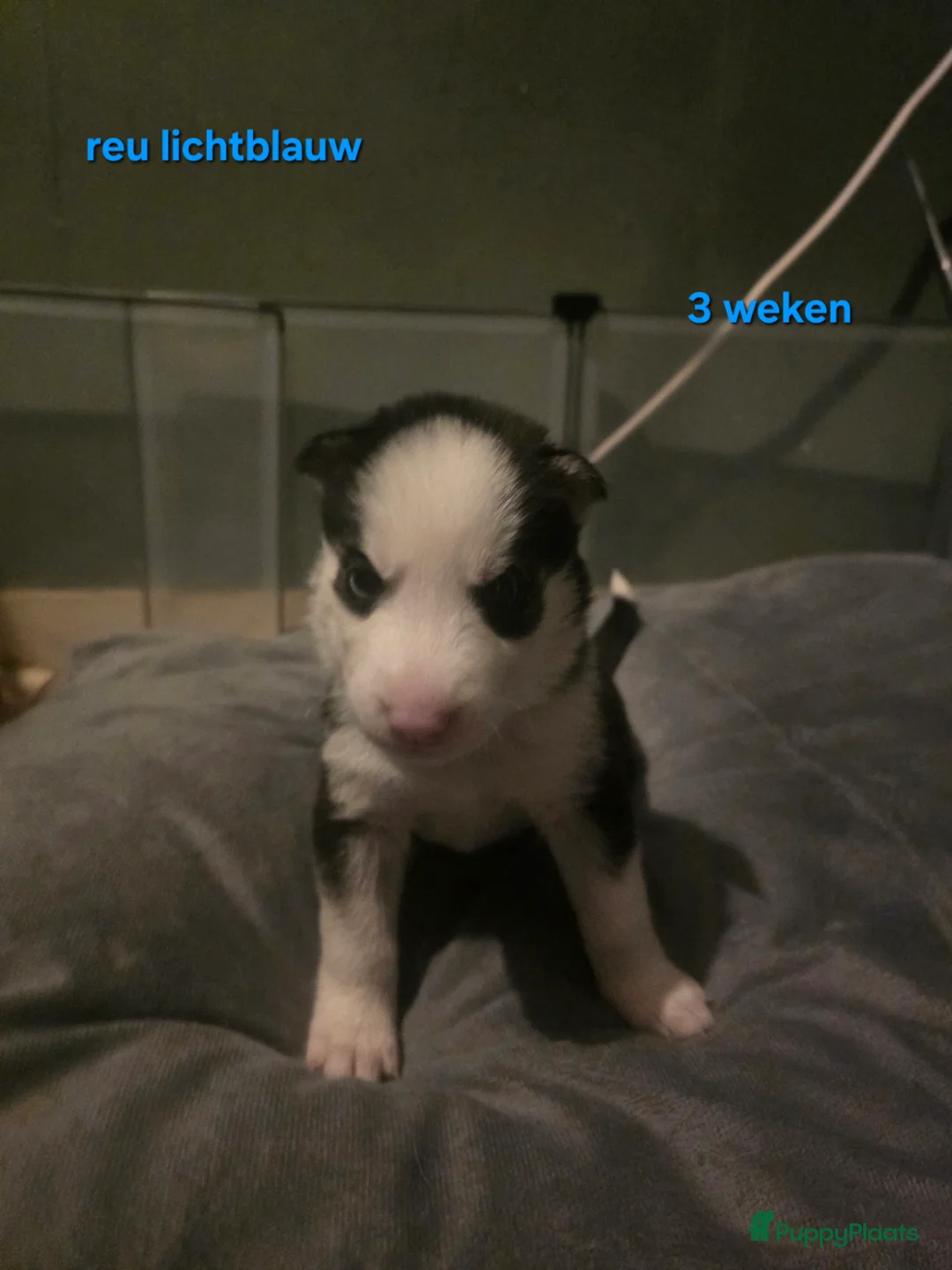Siberische Husky honden te koop: Lieve husky pups te koop - Advertentie 2