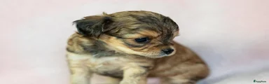 Chidoodle pupje 3