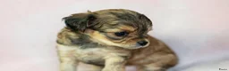Kruising honden te koop: Prachtige Chi-doodle pups (chihuahua-toypoedel) - Advertentie 23