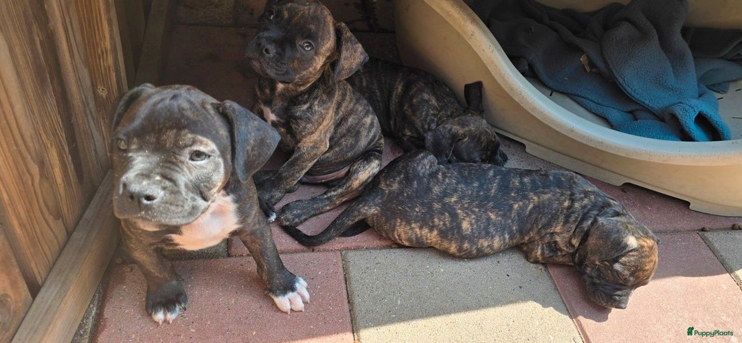 Franse Bulldog honden te koop: Mooie kruising franse bull/American bull te koop - Afbeelding 4