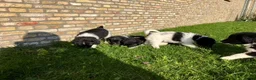 Friese Stabij honden te koop: Friese Stabij puppy's - Advertentie 4