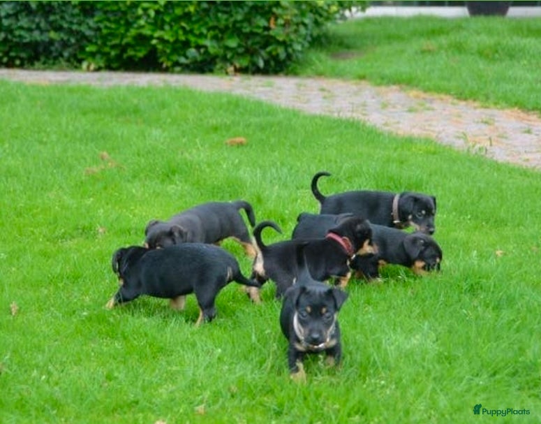 Jack Russel Terriër honden te koop: Supermooie Jack-Russell pups,  groeien op in huis. - Advertentie 12