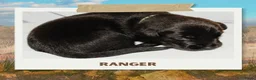 Australian Kelpie honden te koop: Australian Kelpie pups zoeken actieve baasjes - Advertentie 9