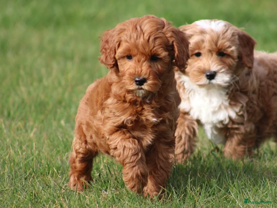 Maltipoo honden te koop: Knappe Maltipoo pups. - Advertentie 2
