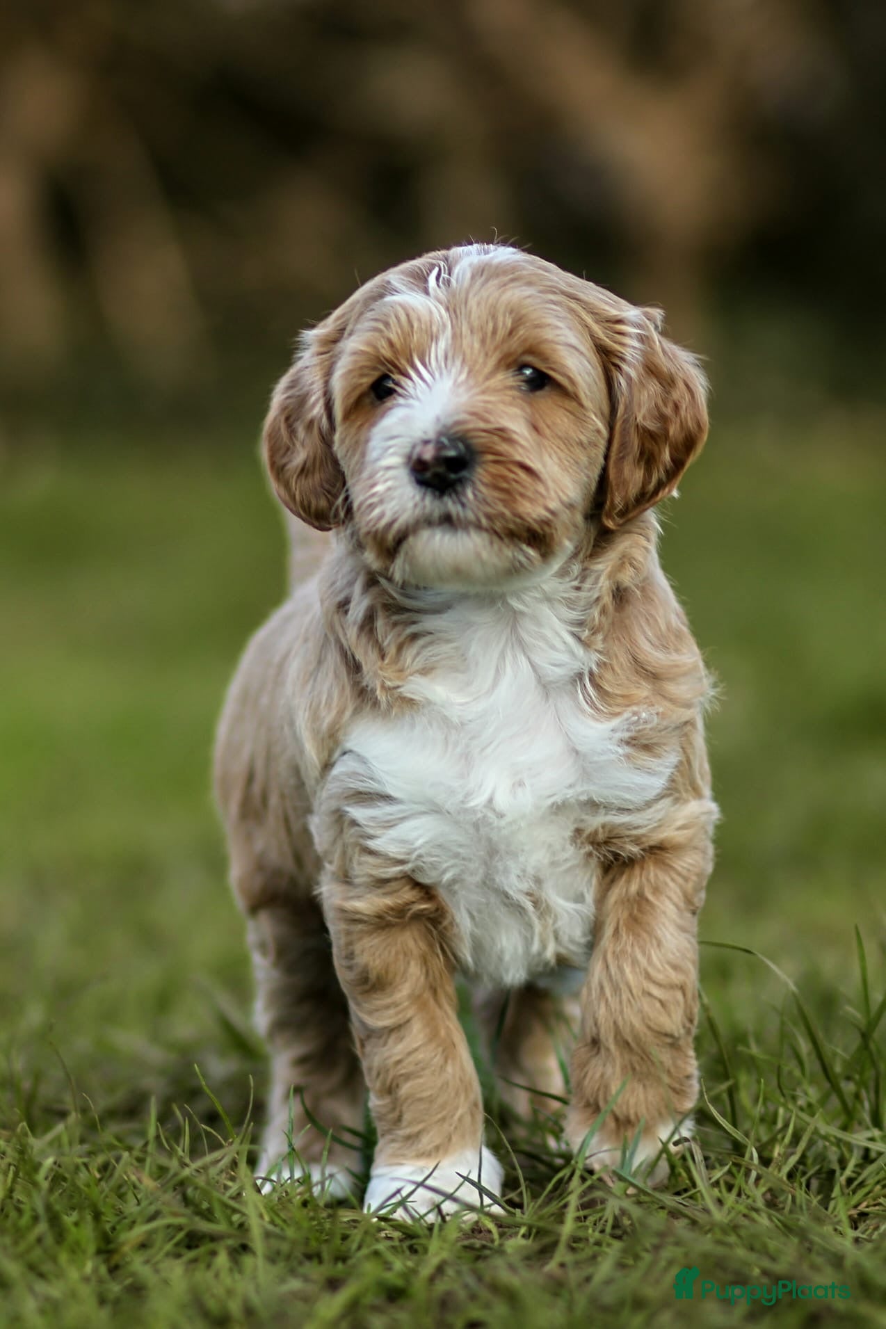 Labradoodle honden ter dekking: Labradoodle dekreu | Getest  in Sas van Gent - Advertentie 5
