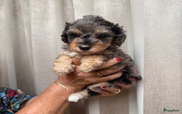 Labradoodle honden te koop: Knuffelhondjes - Afbeelding 2