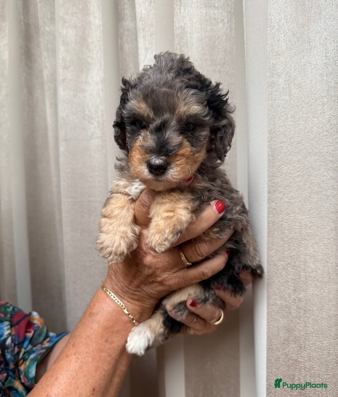 Labradoodle honden te koop: Knuffelhondjes - Afbeelding 2
