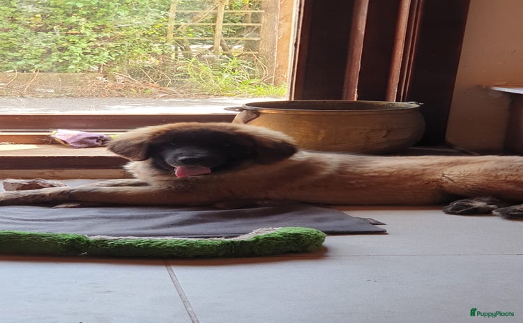 Leonberger honden - Advertentie 2