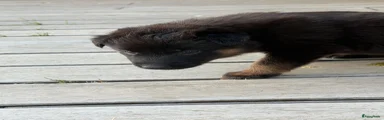 Shepsky 11