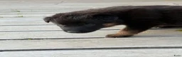 Kruising honden te koop: Gerberian shepsky’s pups - Advertentie 31