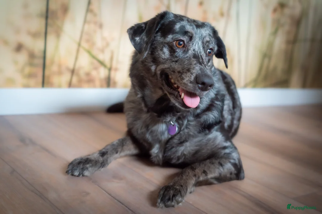 Kruising honden te koop: Aussiedor pups (Australian Shepherd x Labrador) - Advertentie 1