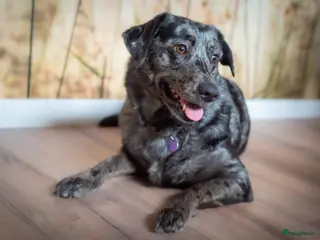 Kruising honden Aussiedor pups (Australian Shepherd x Labrador) - Advertentie 2