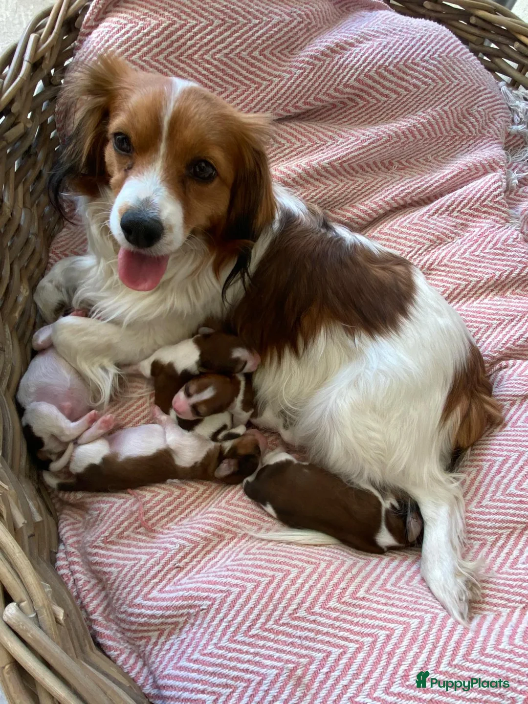 Kooikerhondje honden te koop: Prachtige kooikerpups - Advertentie 2