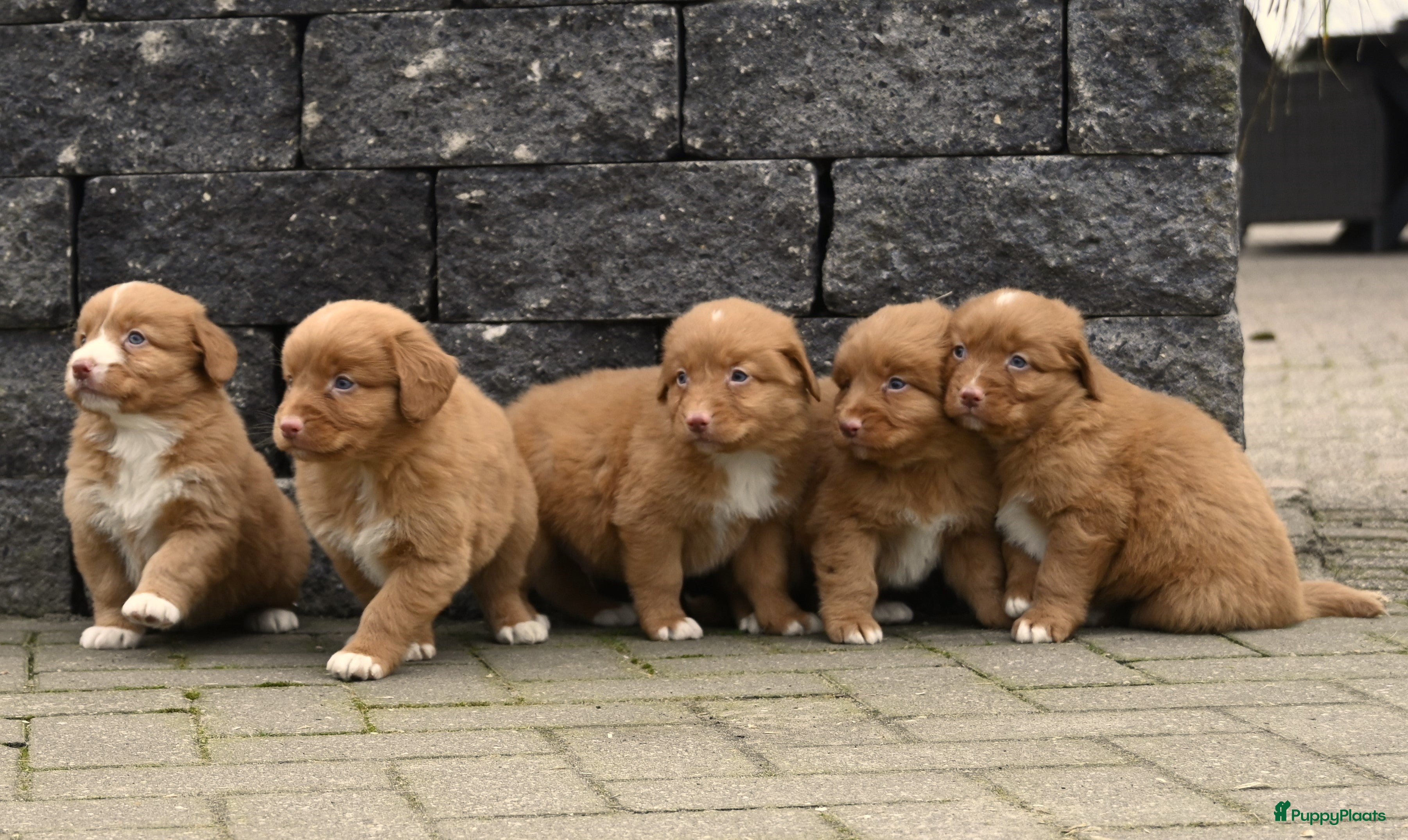 Nova Scotia Duck Tolling Retriever honden Speelse Nova Scotia Duck Tolling Retriever pups  - Advertentie 1