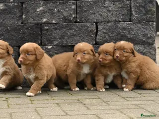 Nova Scotia Duck Tolling Retriever honden Speelse Nova Scotia Duck Tolling Retriever pups - Advertentie 5