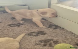 Labradoodle honden te koop: Labradoodle x Australian Labradoodle  in Oosterhout - Afbeelding 6