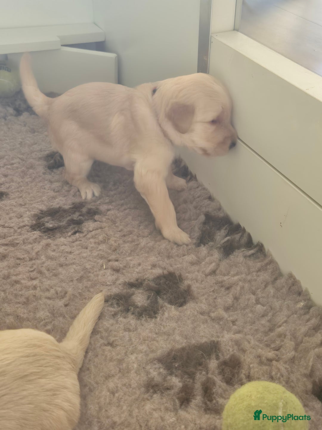 Labradoodle honden te koop: Labradoodle x Australian Labradoodle  in Oosterhout - Afbeelding 6