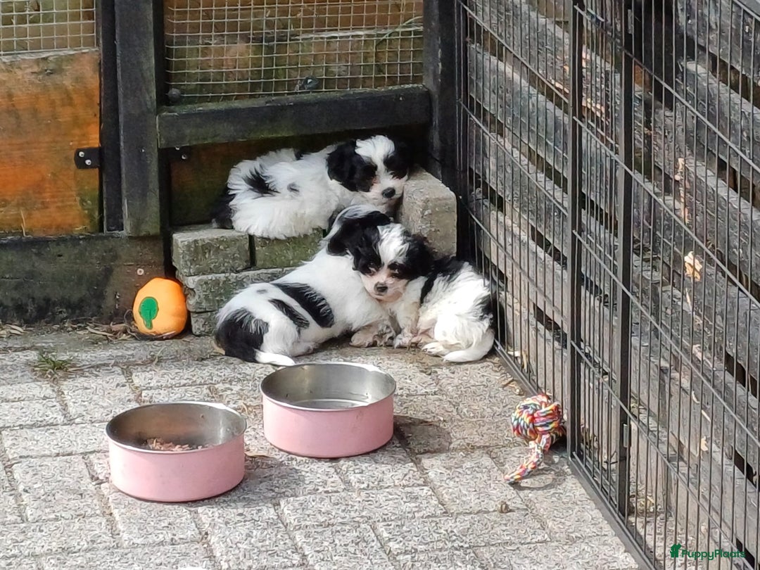 Boomer honden te koop: Boomerpups - Afbeelding 5