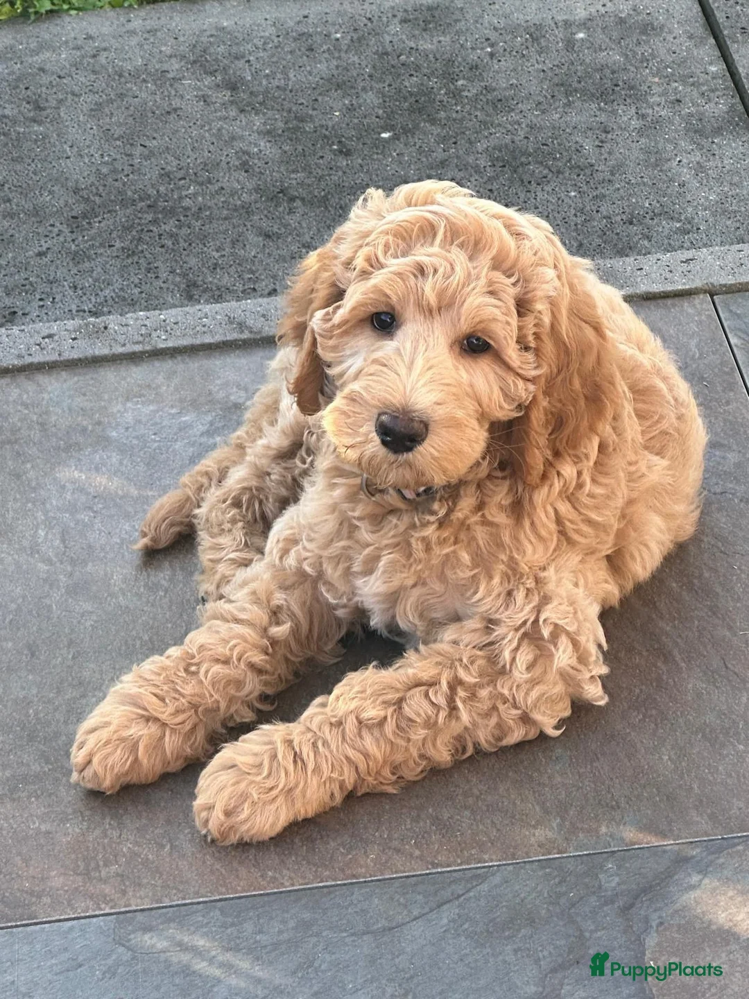 Labradoodle honden ter dekking: KNAPPE AUSTRALIAN LABRADOODLE DEKREU in Breda - Advertentie 31