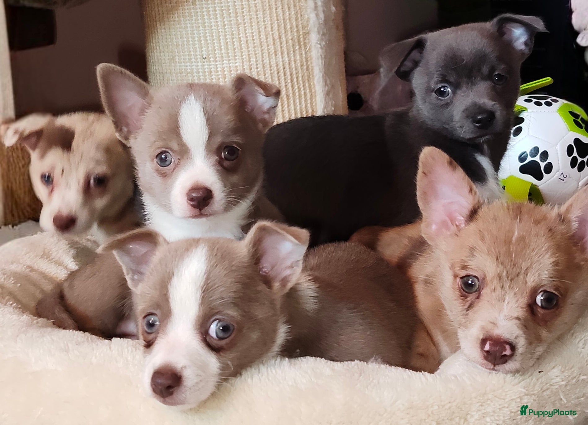 Pomchi honden vanaf morgen mogen ze verhuizen,lieve Pomchi pups  - Advertentie 1