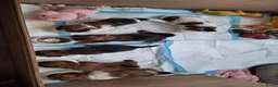 Kruising honden te koop: Lhasa-apso-Boemertjes - Advertentie 5