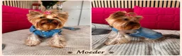 Yorkshire Terriër honden te koop:   Yorkshire Terrier pups – voor reservering‼️1‼️ 2 - Advertentie 8