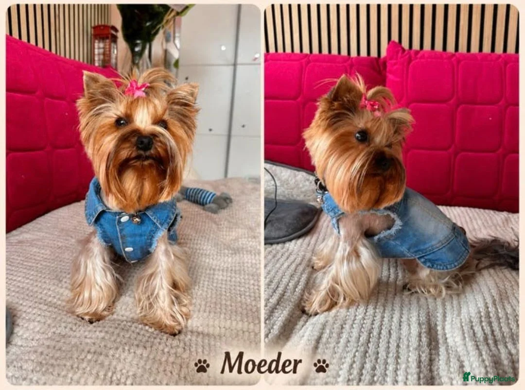 Yorkshire Terriër honden te koop:   Yorkshire Terrier pups – voor reservering‼️1‼️ 2 - Advertentie 8